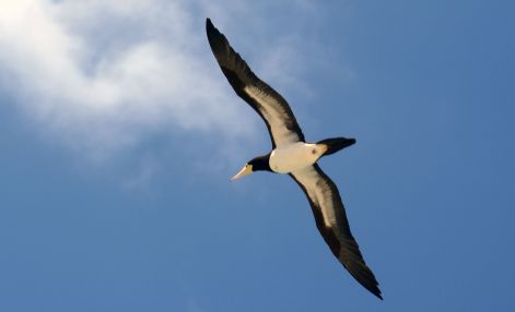 bird_64.jpg