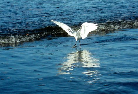 bird_66.jpg