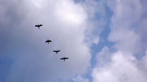 bird_67.jpg