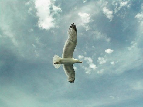bird_7.jpg