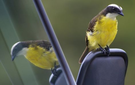 bird_70.jpg