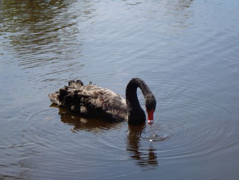 bird_71.jpg