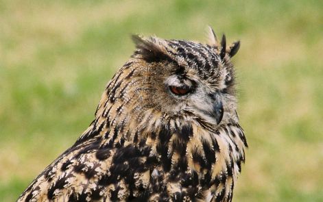 bird_73.jpg