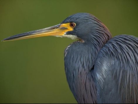 bird_8.jpg