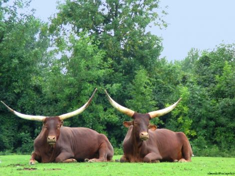 buffalo_1.jpg
