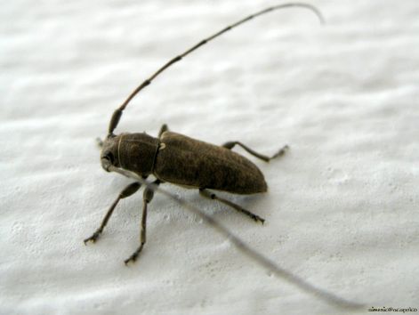 bug_1.jpg
