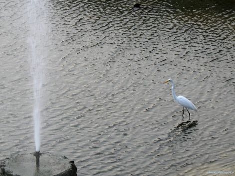 burd_51.jpg