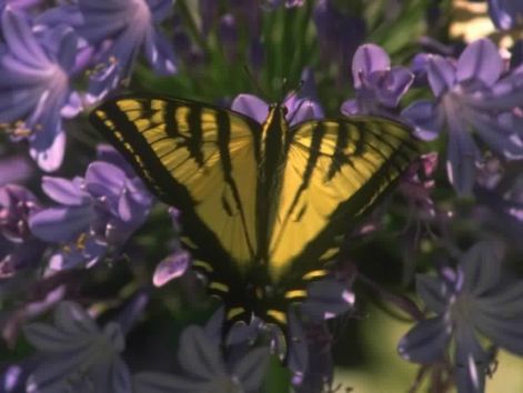 butterfly_1.jpg