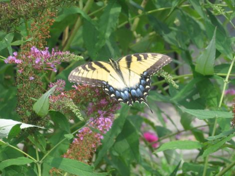 butterfly_10.jpg