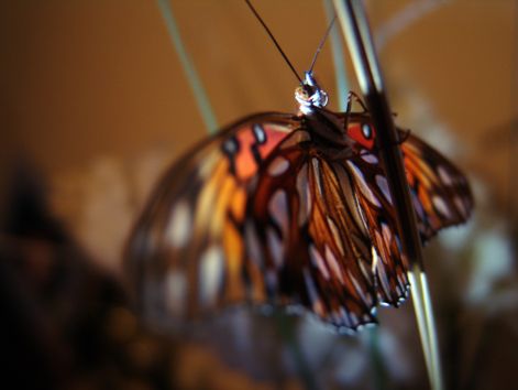 butterfly_11.jpg