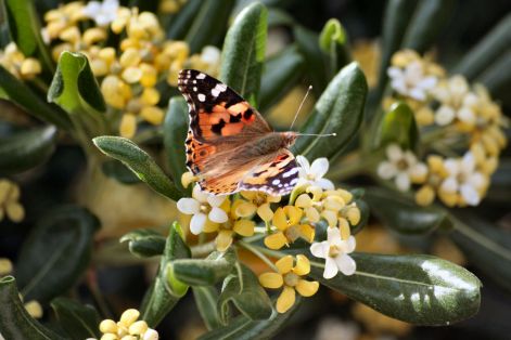 butterfly_12.jpg