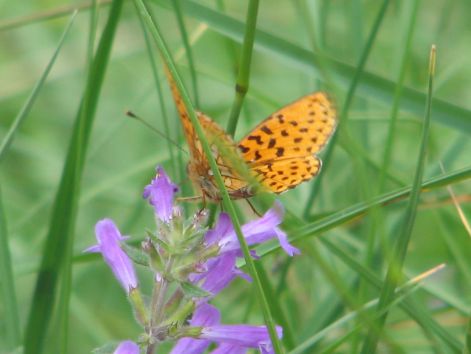 butterfly_13.jpg