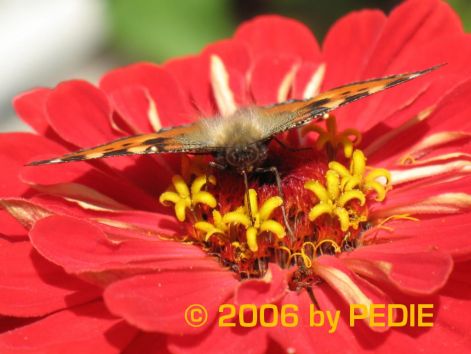 butterfly_15.jpg