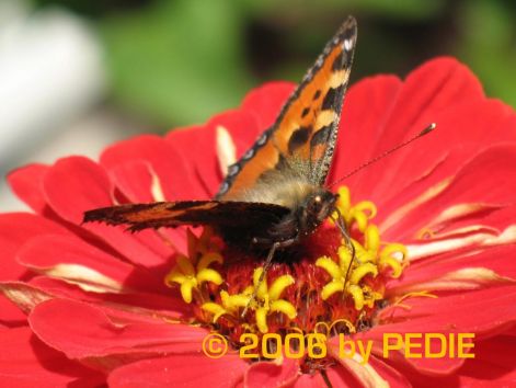 butterfly_16.jpg