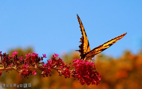 butterfly_17.jpg