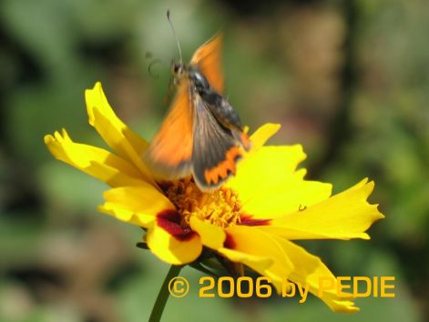 butterfly_18.jpg