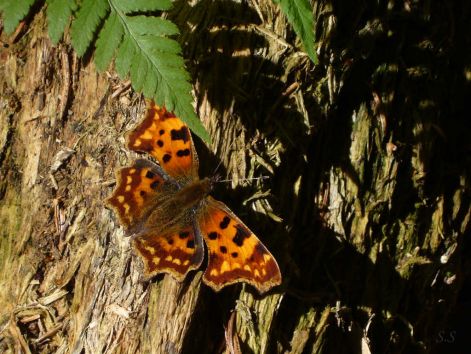 butterfly_19.jpg