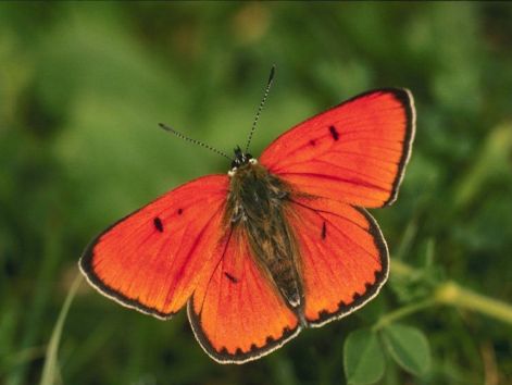 butterfly_2.jpg
