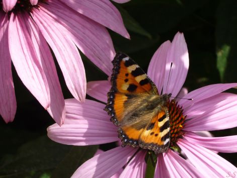 butterfly_20.jpg