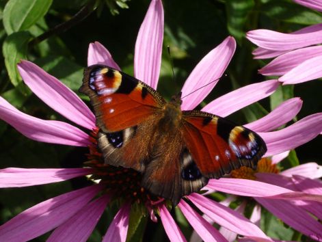 butterfly_21.jpg