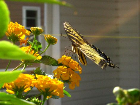 butterfly_22.jpg