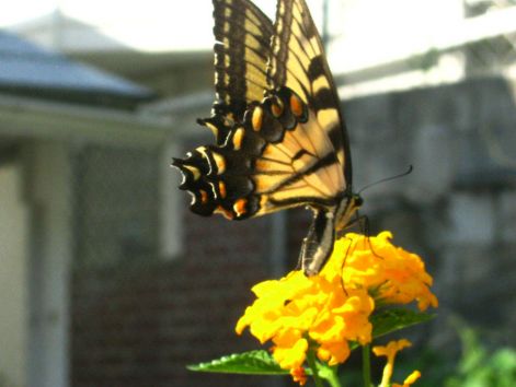 butterfly_23.jpg
