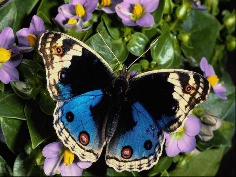 butterfly_4.jpg