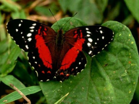 butterfly_5.jpg