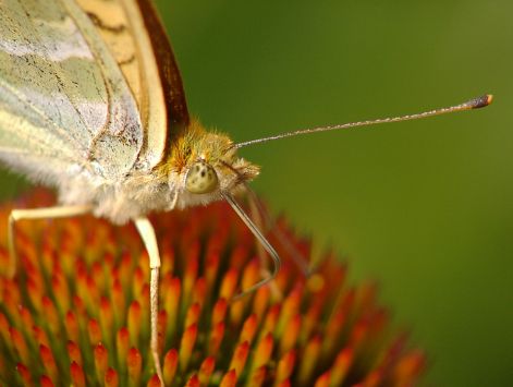 butterfly_6.jpg