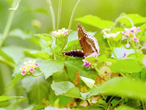 butterfly_7.jpg