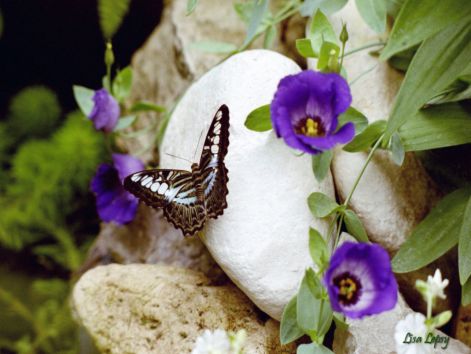 butterfly_8.jpg
