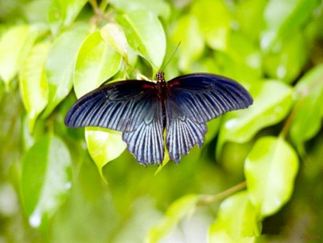 butterfly_9.jpg