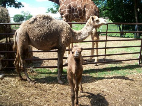 camel_1.jpg