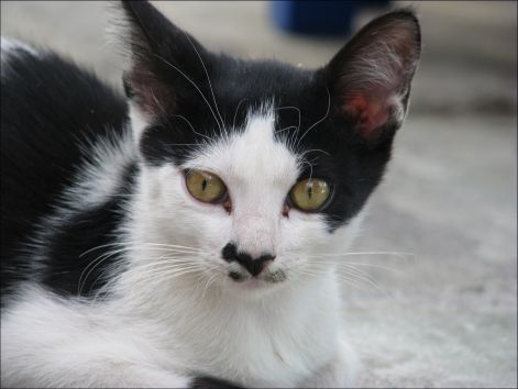 cat_42.jpg