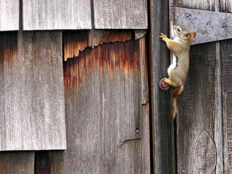 chipmunk_1.jpg