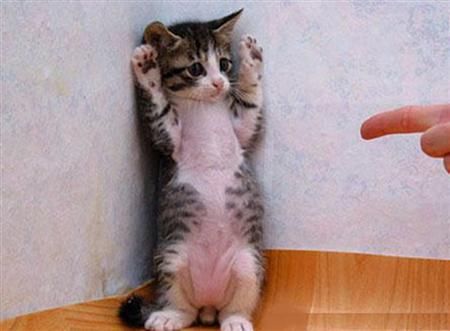 cute-funny-animals-01_7rqqtwy3mrai.jpg