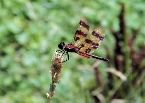 dragonfly_2.jpg