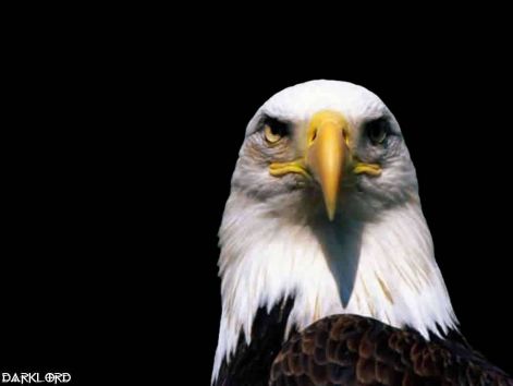 eagle_1.jpg
