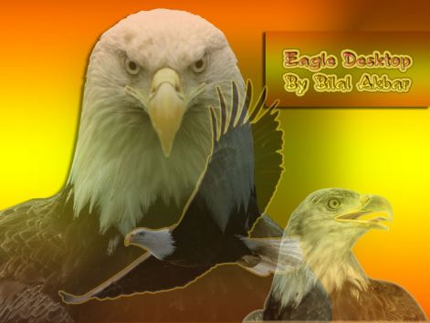 eagle_2.jpg