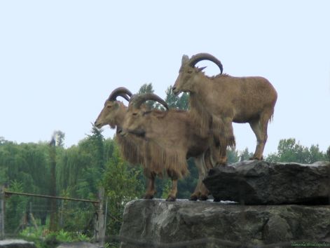 goat_2.jpg