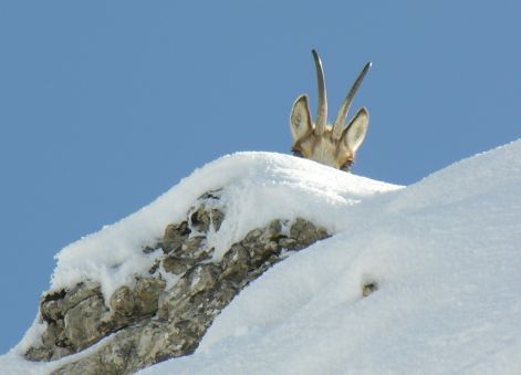goat_3.jpg