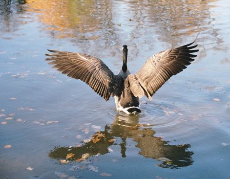 goose_1.jpg