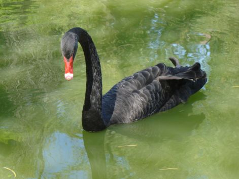 goose_2.jpg