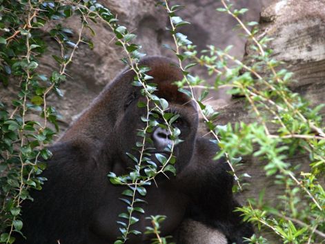 gorilla_1.jpg