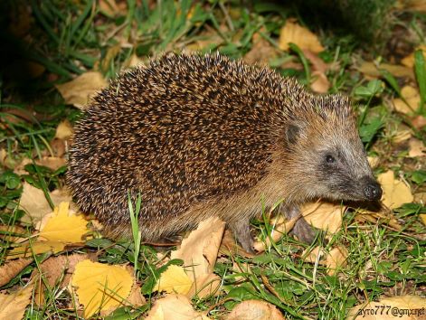 hedgehog_1.jpg