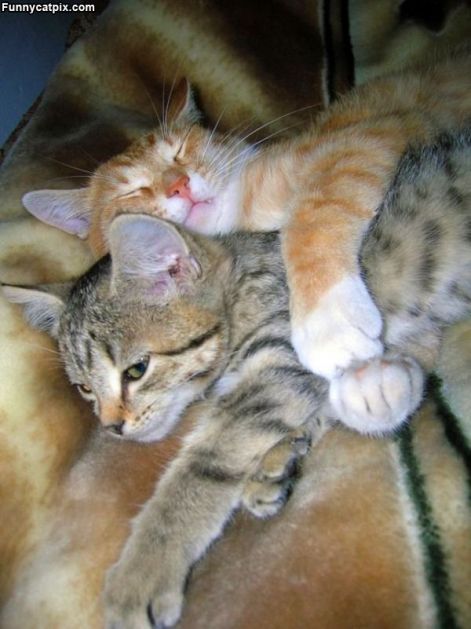 how_we_nap.jpg