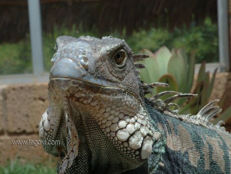 iguana_1.jpg