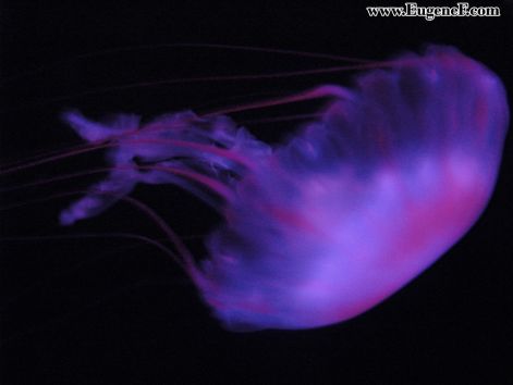 jellyfish_1.jpg