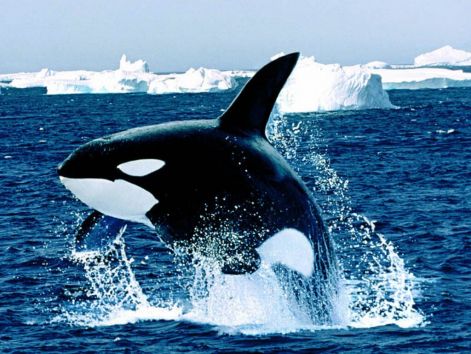 killer_whale1.jpg