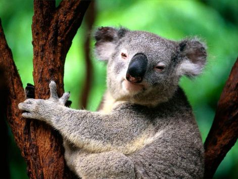 koala_1.jpg